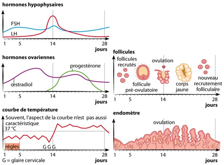 Fonctionnement du cycle menstruel