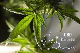 CBD contre la douleur