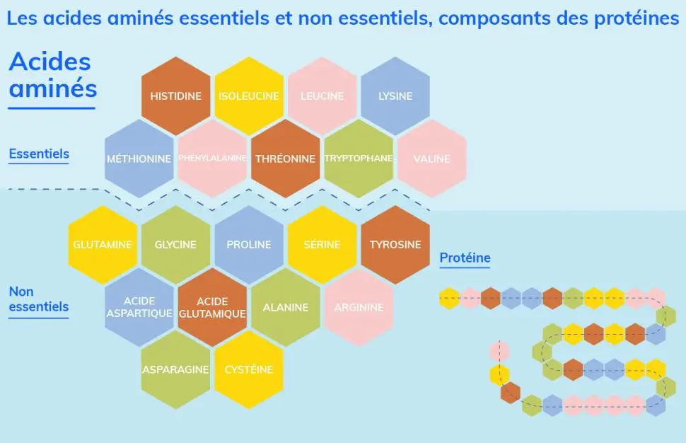 les acides aminés essentiels dans les protéines