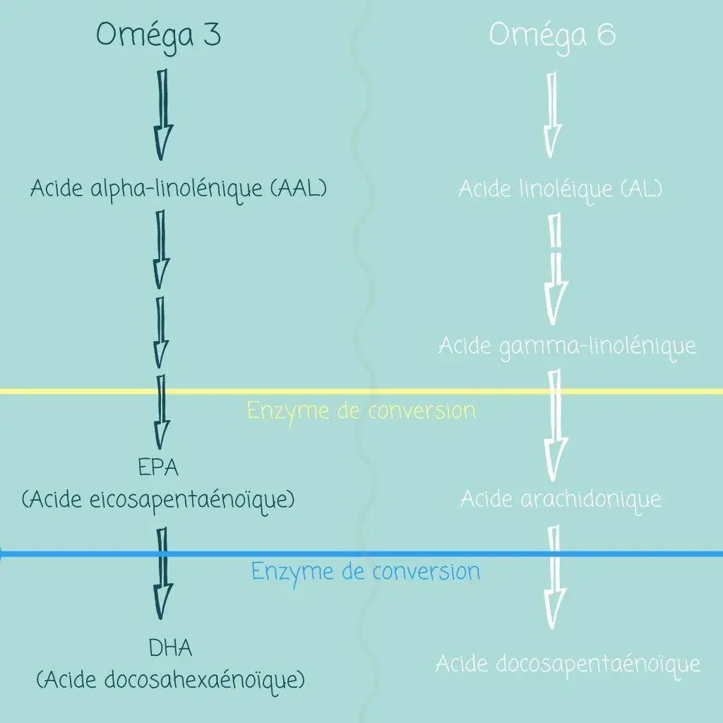 quel ratio entre omega-6 et omega-3 pour éviter la concurrence enzymatique